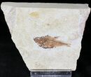 Bargain Diplomystus Fossil Fish - Wyoming #20826-1
